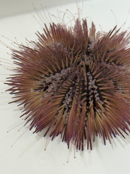 Florida Pincushion Urchin - TBS farm