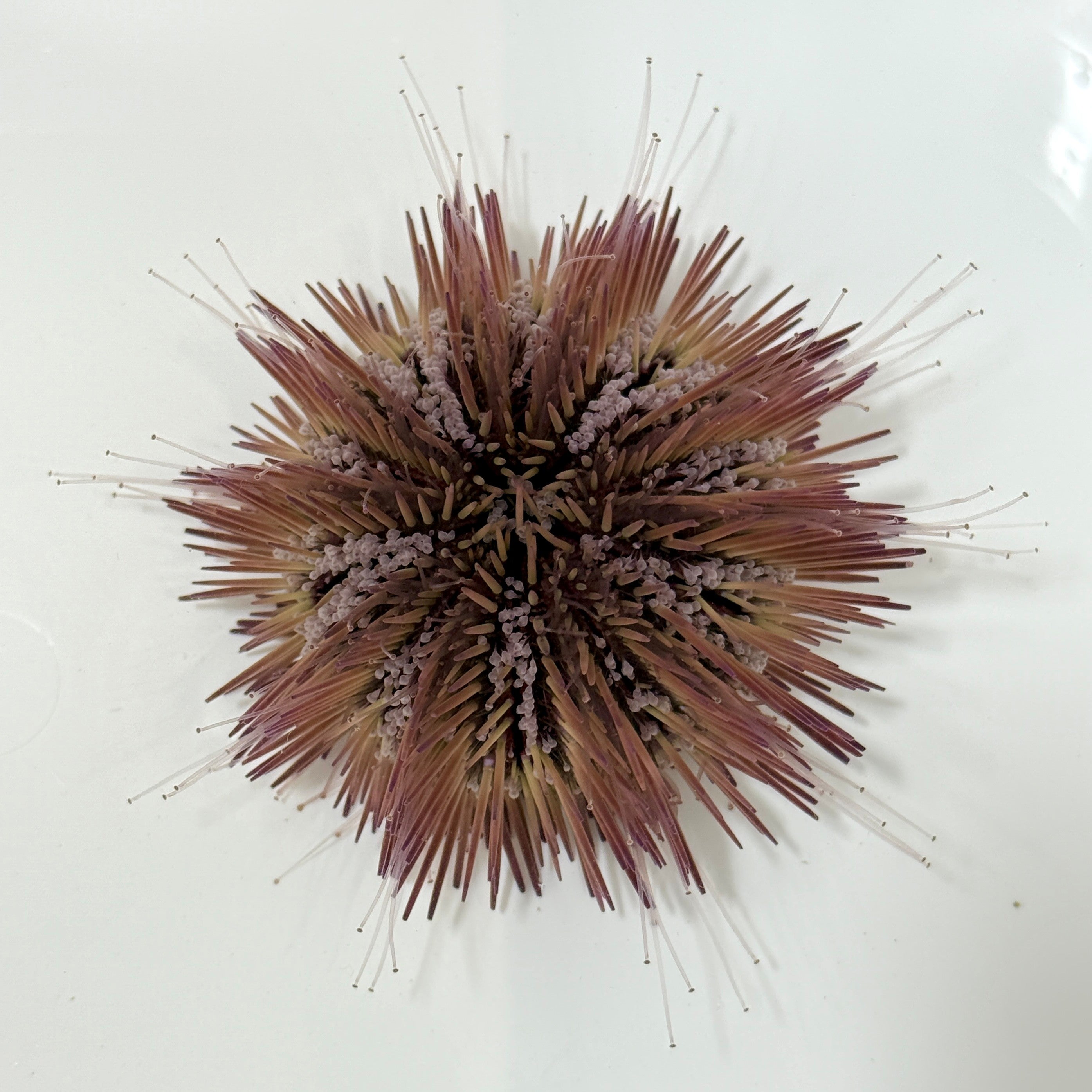 メキシコの深海ブンブク ウニ殻・標本(Brissopsis pacifica) Florida Pincushion Urchin - TBS farm – Tampa Bay Saltwater