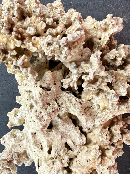 Genuine Pukani -10lbs Medium Sizes