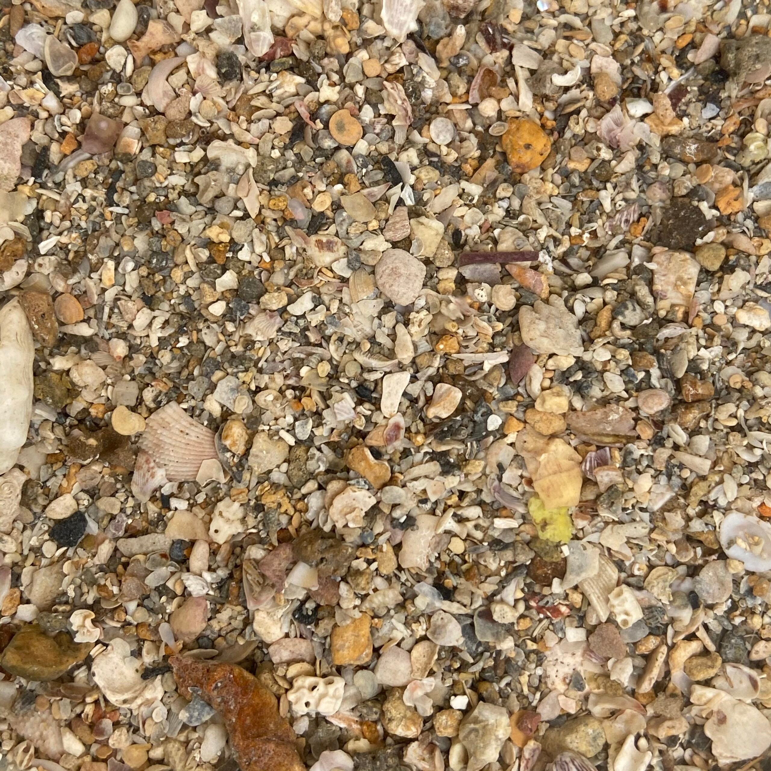 Ultra Live Sand - Air Cargo – Tampa Bay Saltwater