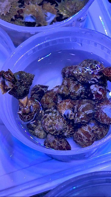 Florida Chestnut Turbo Snail