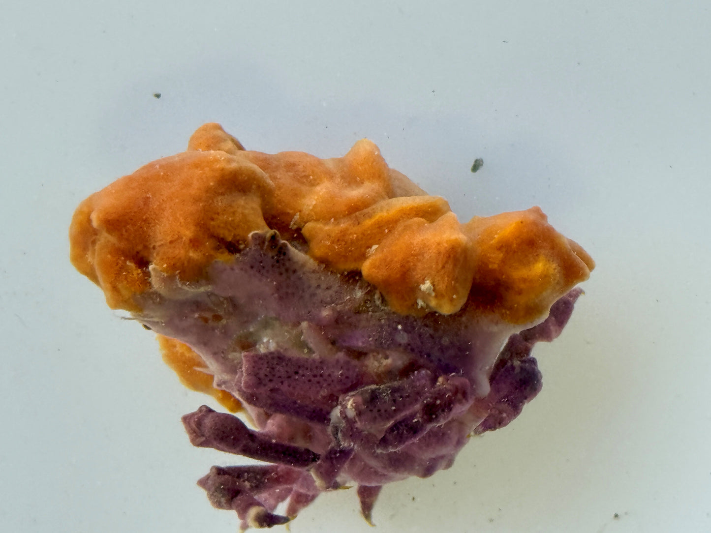 WYSWYG Purple Decorator Crab - TBS farm