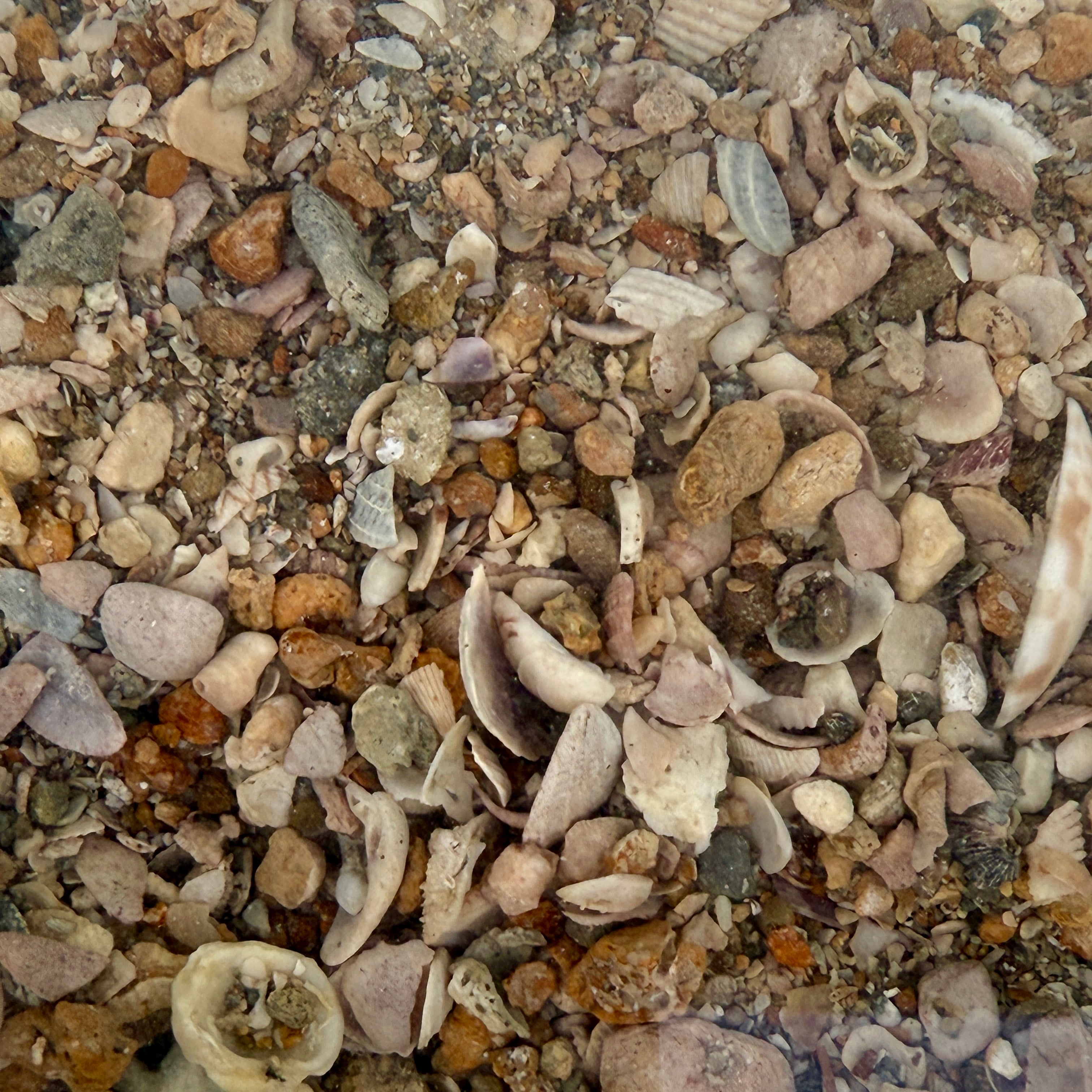 Ultra Live Sand – Tampa Bay Saltwater